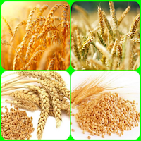 wheat cultivation