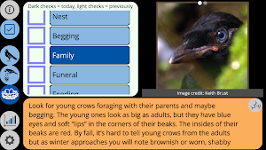 Crow Scientist Screenshot 2