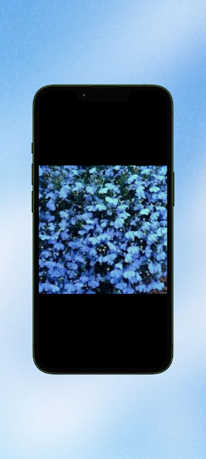 Lobelia Flower WalL Screenshot 2