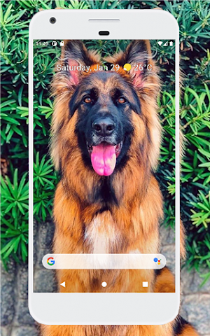 German Shepherd Wallpapers Screenshot 0