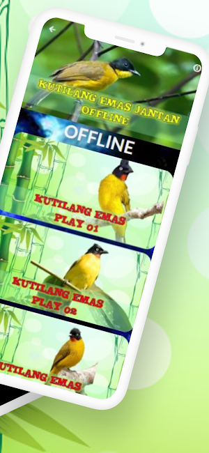 KICAU KUTILANG EMAS JANTAN Screenshot 1