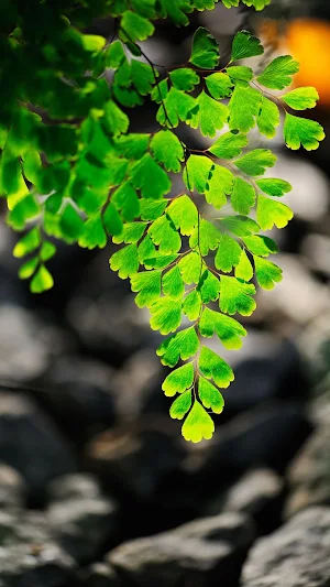 Maidenhair Fern Wallpaper Screenshot 2