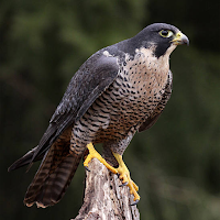 Peregrine Falcon Sounds