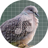 Spotted dove sounds ~ Sboard.pro