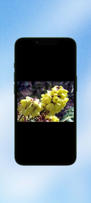 Mahonia Flower WalL Screenshot 2