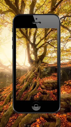 Forest Wallpapers and Backgrounds Screenshot 1