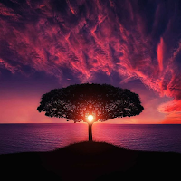 Sleep Sounds - Nature Relax