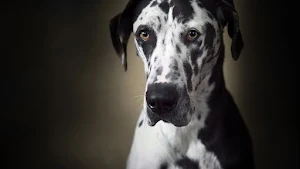 Great Dane Dog Wallpapers Screenshot 3