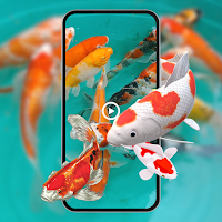 Koi Fish Aquarium Walls Live