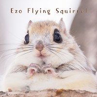 Ezo Flying Squirrel Theme