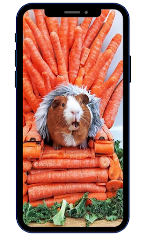 Guinea pig Wallpapers Screenshot 0