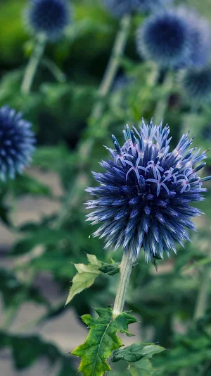 Globe Thistle Wallpaper Screenshot 0