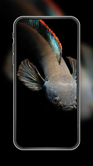 Channa Fish Wallpapers Screenshot 2