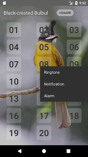 Black-crested bulbul bird sounds Screenshot 1
