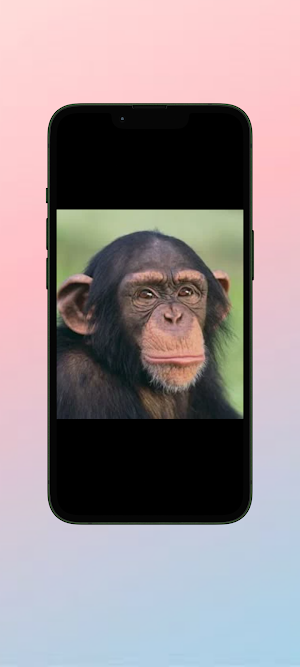 Simpanse WalL Screenshot 1