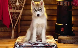 Siberian Husky Dog Wallpapers Screenshot 1