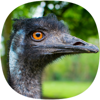 Ostrich & Emu Sounds