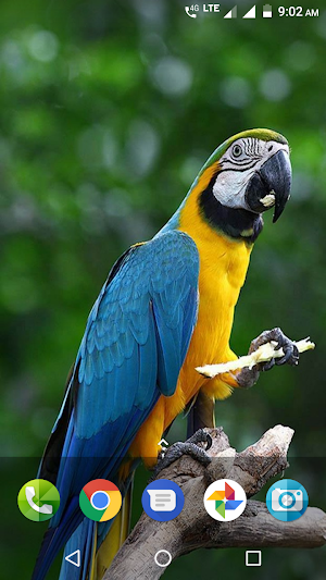 Parrot Wallpaper Hd Screenshot 0