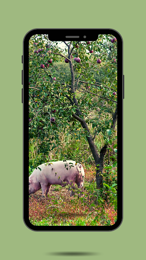 Pig Ringtone Screenshot 1