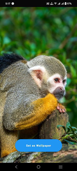 Squirrel Monkey Wallpaper Screenshot 0