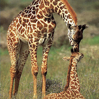 Giraffe Ringtone