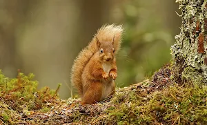 Squirrel Wallpaper HD Screenshot 2