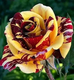 Flowers and roses Screenshot 2