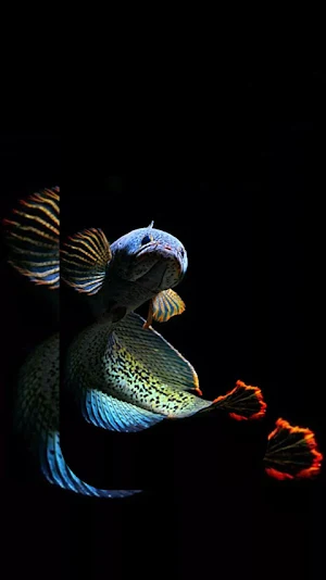 Channa Fish Wallpaper 3D Screenshot 0