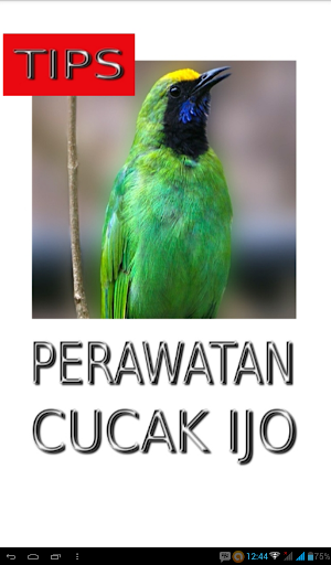 Tips Perawatan Cucak Ijo Screenshot 0