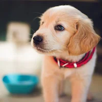 Cute Puppy Wallpaper