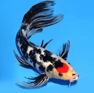 Koi Fish Screenshot 3
