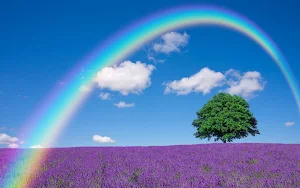 Lavender Flower Wallpapers Screenshot 0
