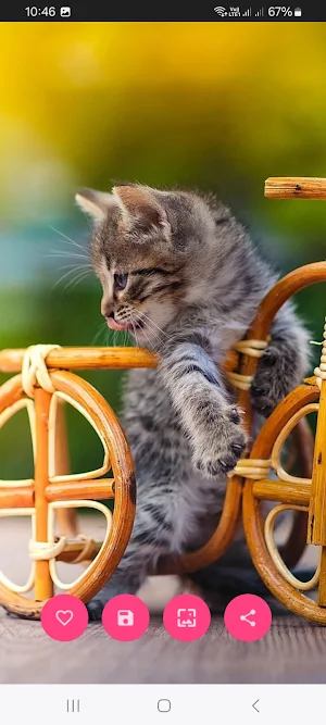 10000 Cat & Kittens Wallpapers Screenshot 3