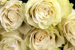 White roses wallpapers Screenshot 3