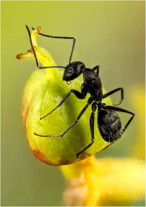 Ant Wallpapers Screenshot 0