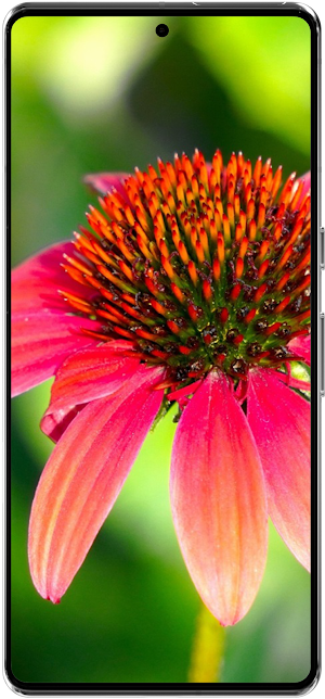 Echinacea Flower Wallpapers HD Screenshot 1