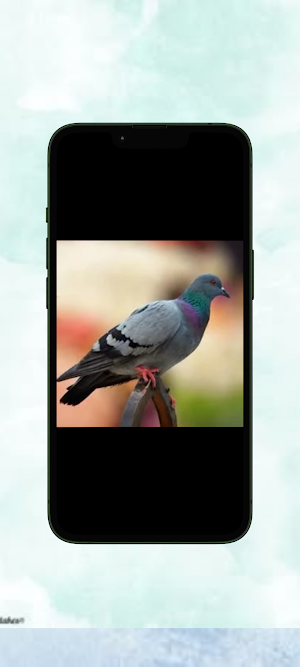 Merpati WalL Screenshot 3