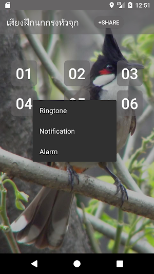 Red-whiskered bulbul Song Screenshot 1