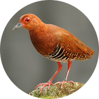 Red-legged crake bird sounds