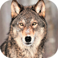 Wolf Wallpaper 4K