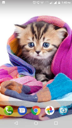 Cute Cat Wallpapers Hd Screenshot 1