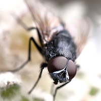 Fly Ringtone and sound