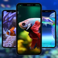 Fish Beautifull Wallpaper