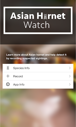 Asian Hornet Watch Screenshot 0