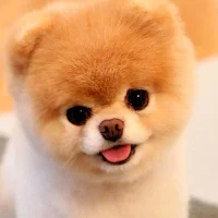 Pomeranian Dog Wallpapers