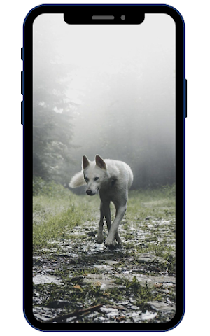 White Wolf Wallpapers Screenshot 2