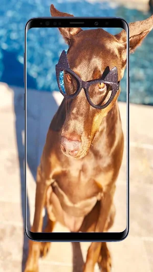 Doberman Dogs Wallpapers Screenshot 3