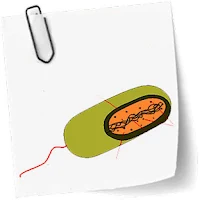 Microbiology course