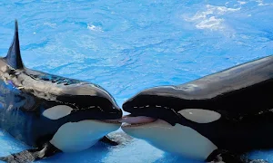 Whale wallpapers Screenshot 3