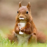 Funny squirrels
